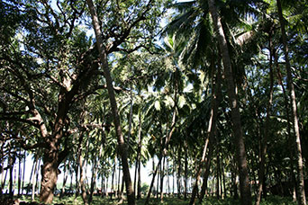 Goa