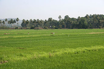 Goa