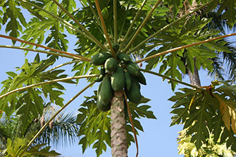Goa