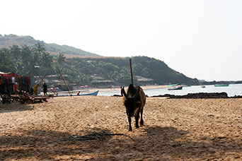 Goa