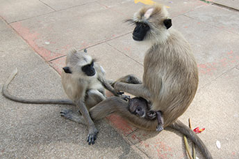 Sri Lanka