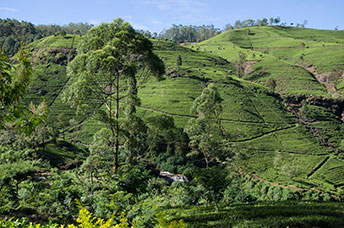 Sri Lanka