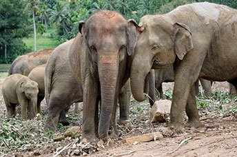 Sri Lanka