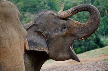 Sri Lanka