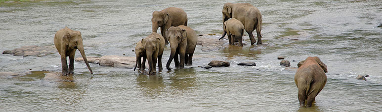 Sri Lanka