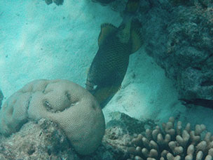 Maldive