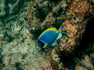 Maldive