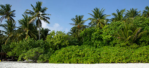 Maldive