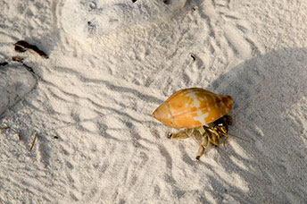 Maldive