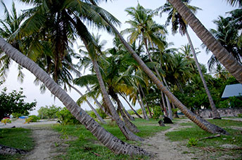Maldive