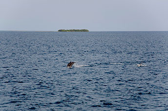 Maldive