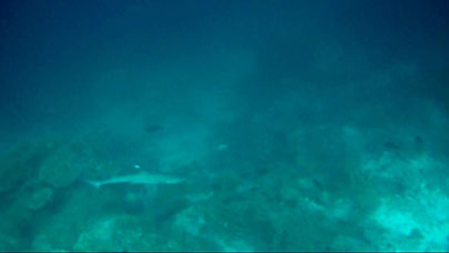 Maldive
