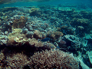 Maldive