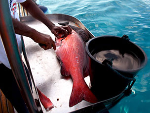 Maldive