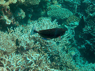 Maldive