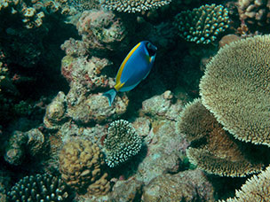 Maldive