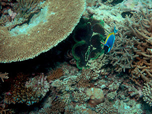 Maldive