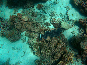Maldive