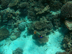 Maldive