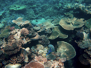 Maldive