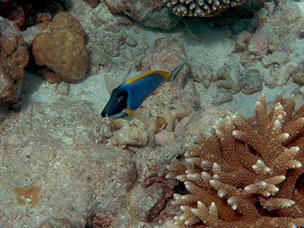 Maldive