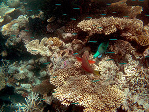 Maldive