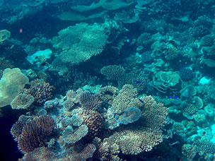 Maldive