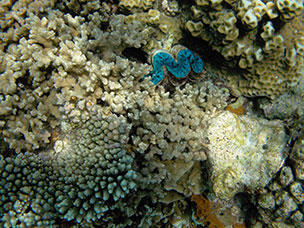 Maldive
