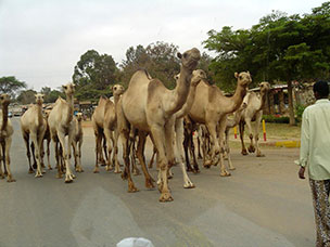 Tanzania