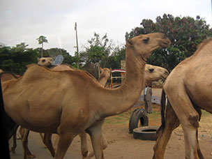 Tanzania