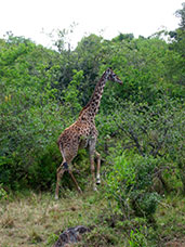 Tanzania