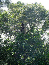 Tanzania
