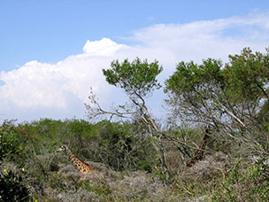 Tanzania