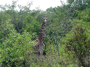 Tanzania