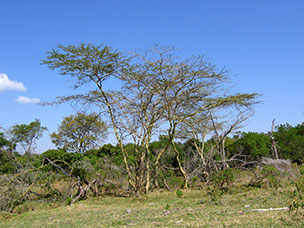 Tanzania