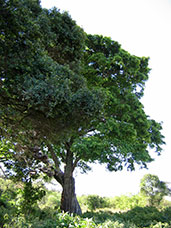 Tanzania