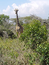 Tanzania