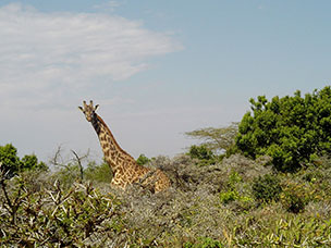 Tanzania