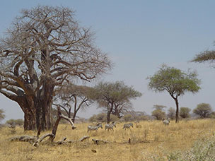 Tanzania