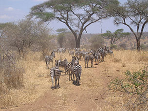 Tanzania