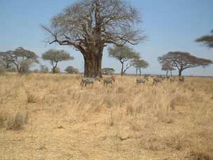Tanzania