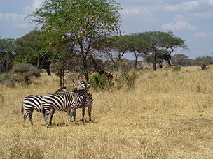 Tanzania