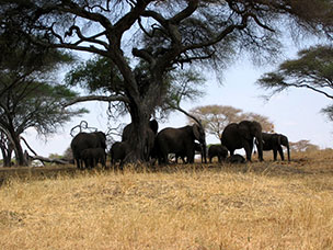 Tanzania