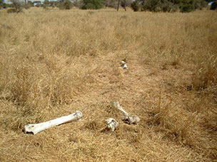 Tanzania