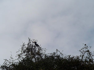 Tanzania