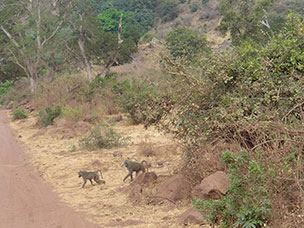 Tanzania