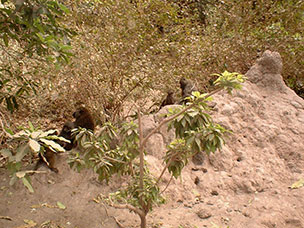 Tanzania