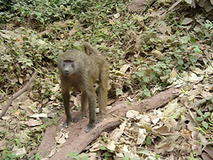 Tanzania