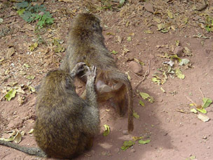 Tanzania