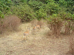 Tanzania